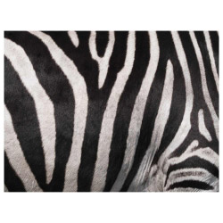 Tischset Vinyl Zebra