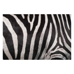 Vinyl Teppich MATTEO 60x90 cm Zebra