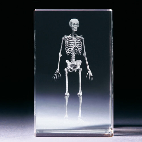 Glasblock - Skelett anatomisch