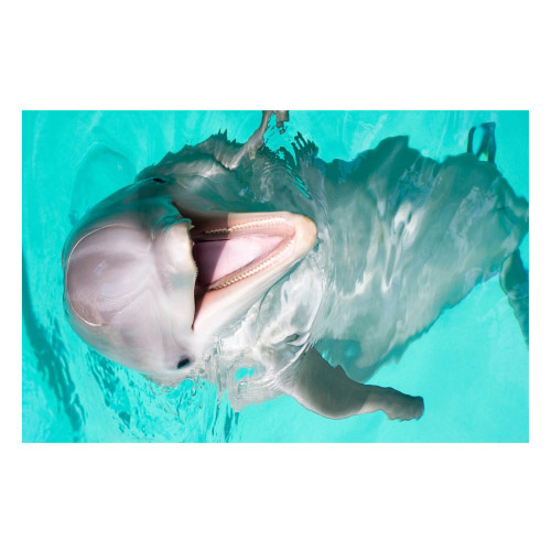 Vinyl Teppich MATTEO 118x180 cm Dolphin